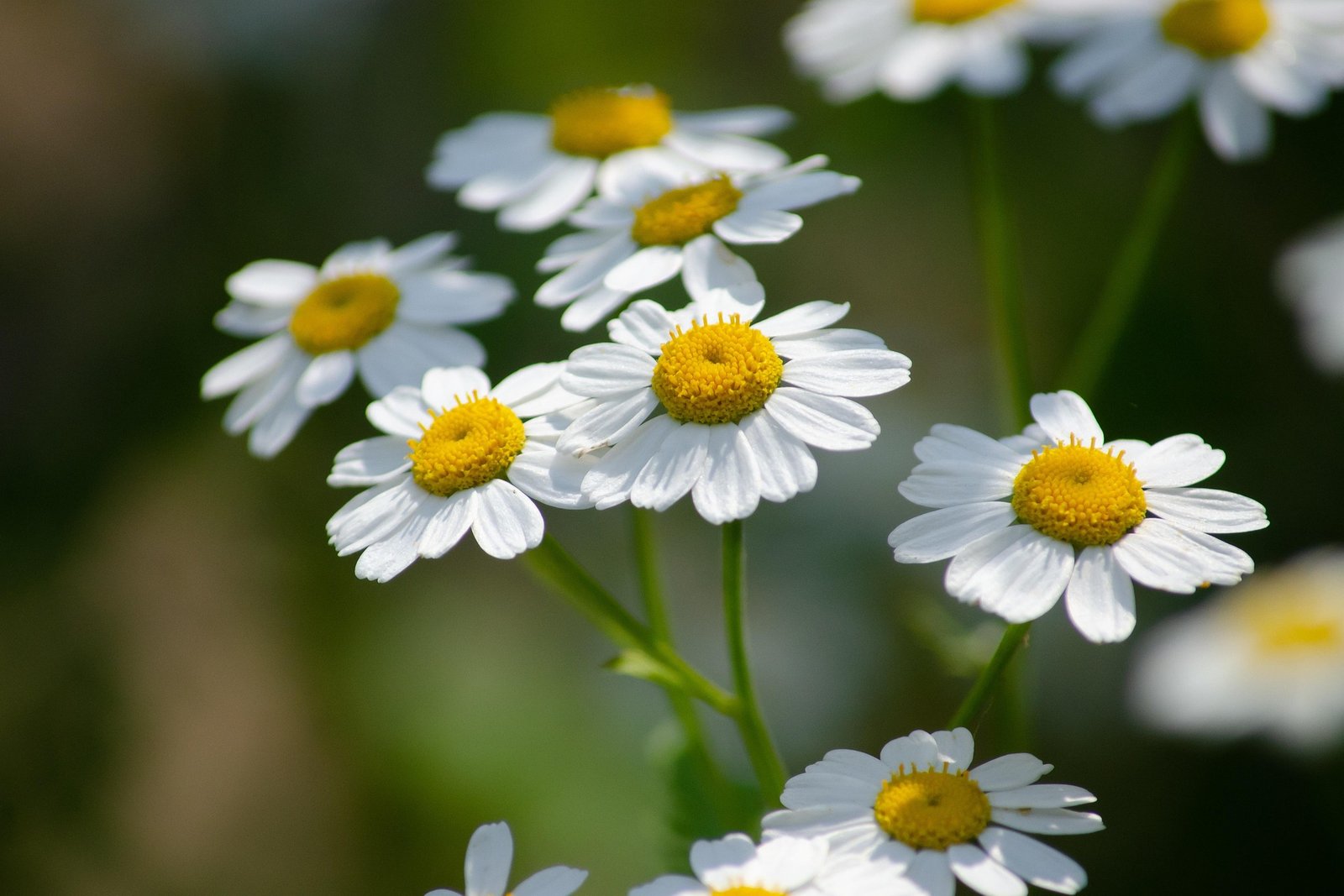 Plantas medicinales para la migraña: Tanacetum parthenium y Petasites